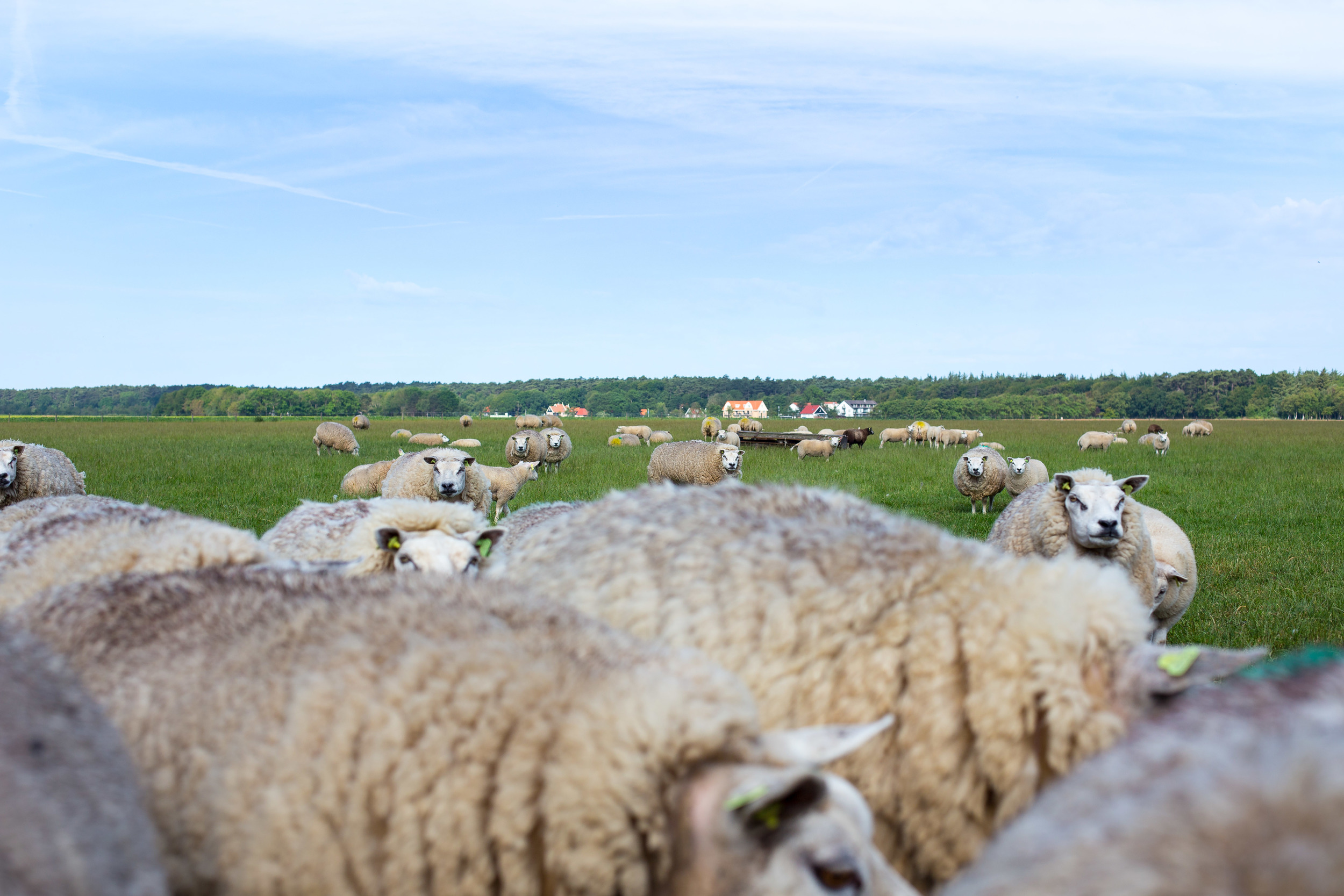 Stijlslagerij Englebert -Texel-6.jpg