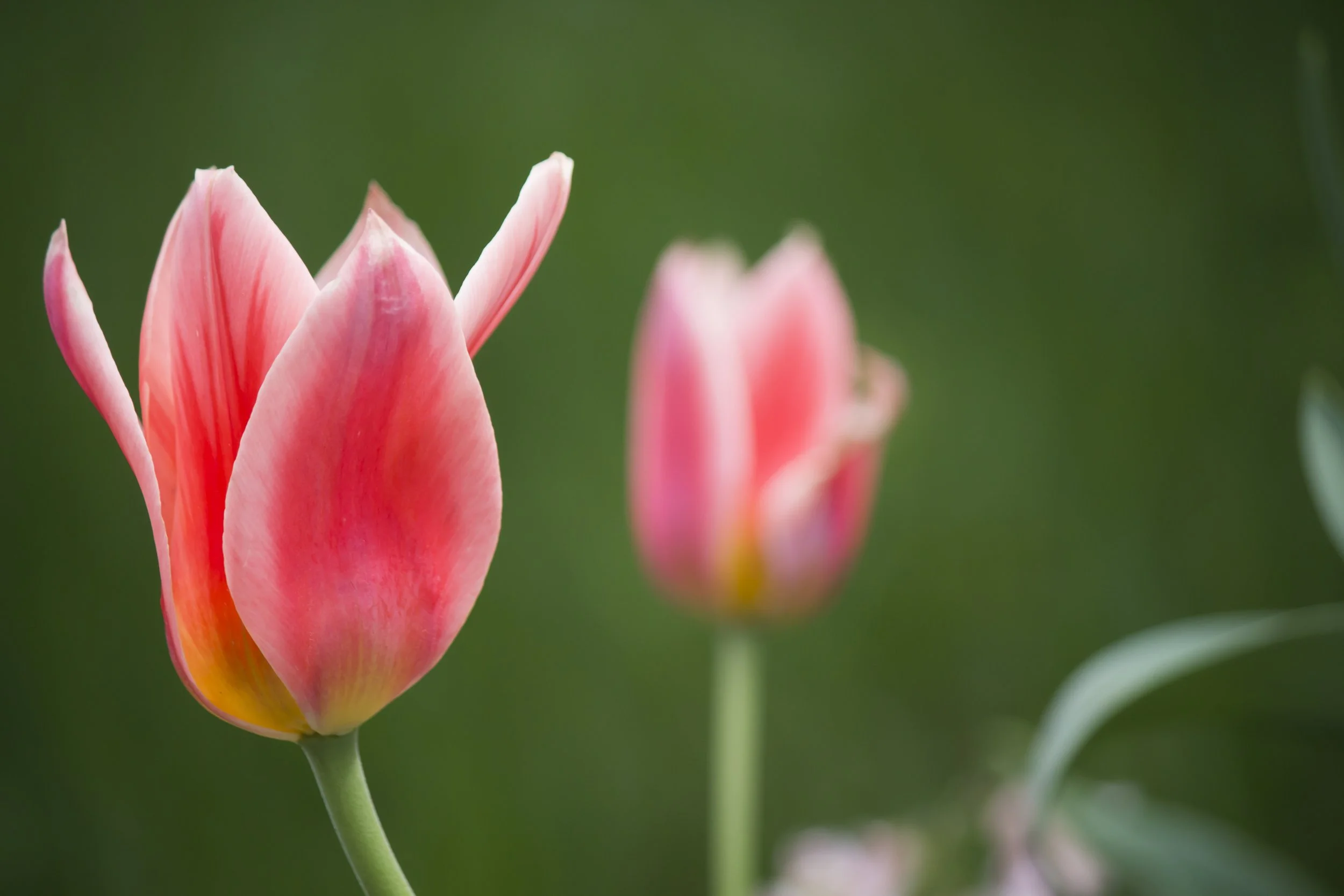 tulip.jfif