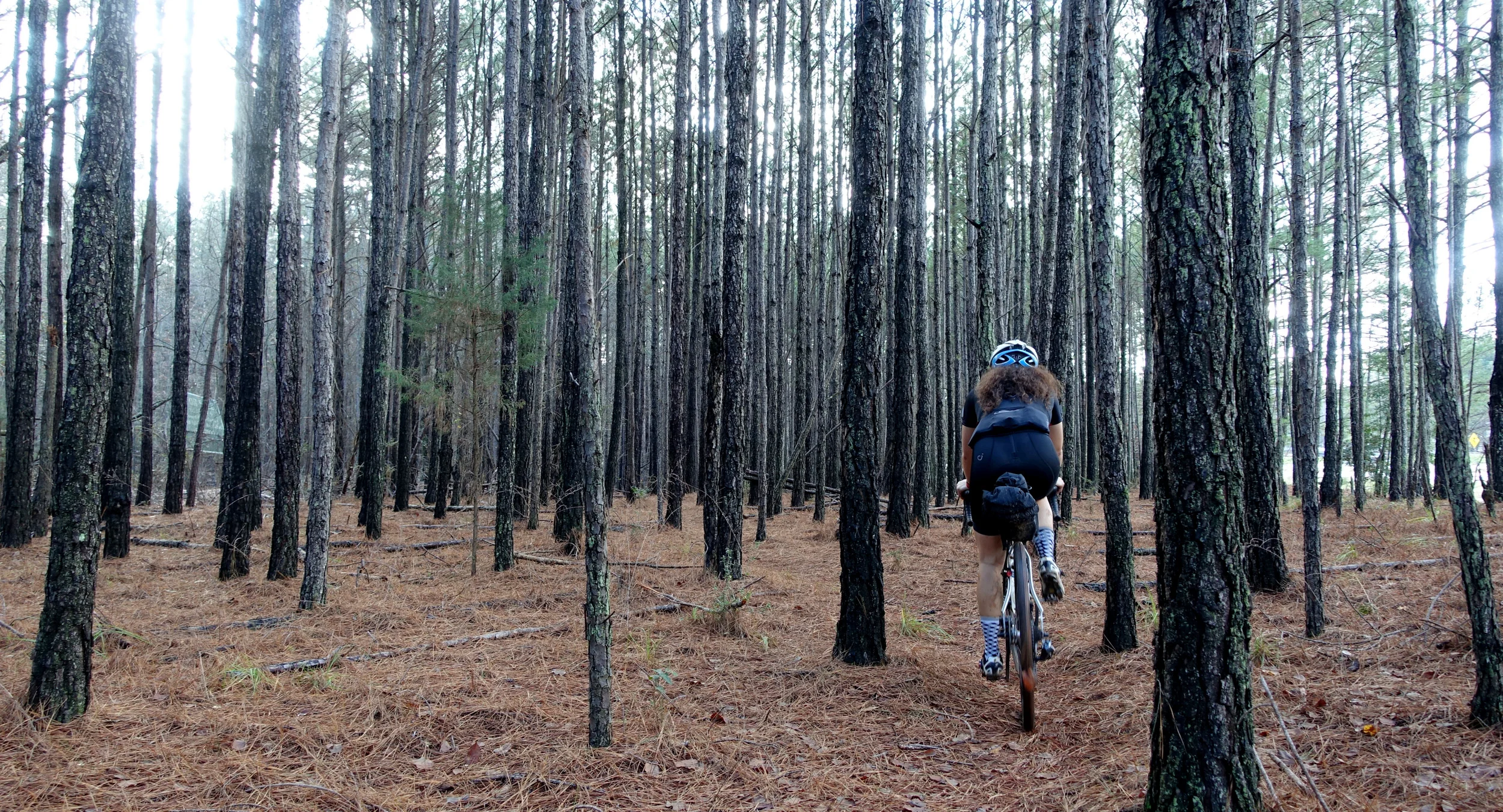 Through the Trees - photo - Rob Vandermark.JPG