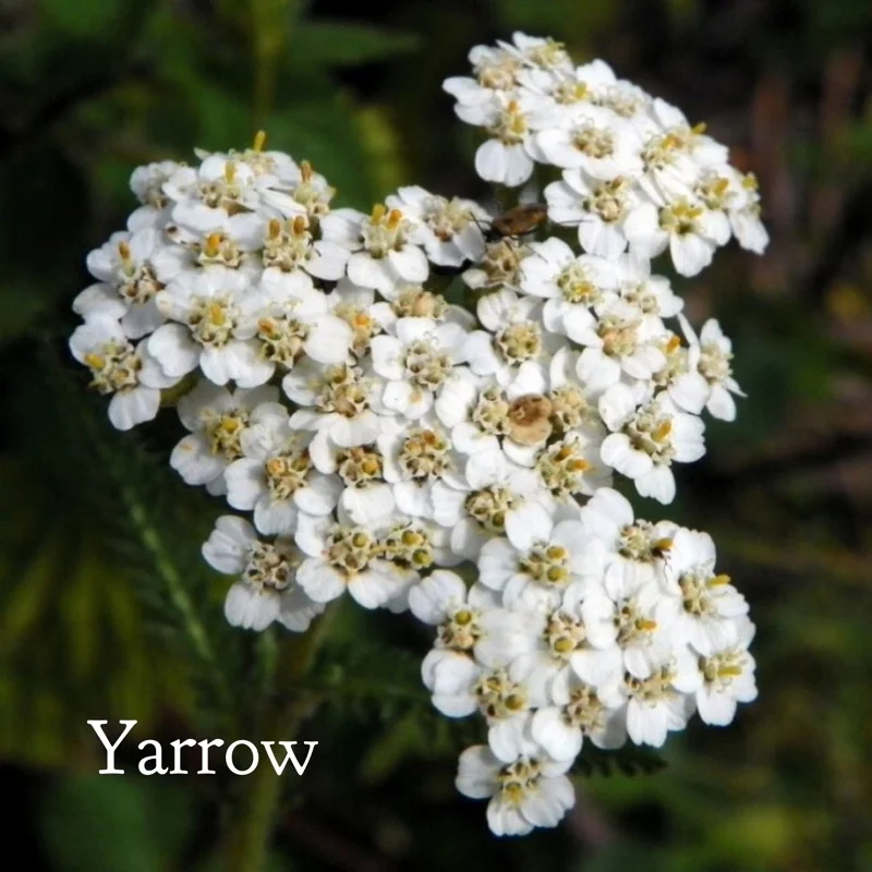 Yarrow Flower Essence