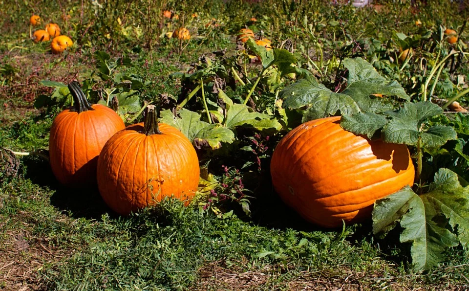 Field Trip to Anderson's Pumpkin Patch