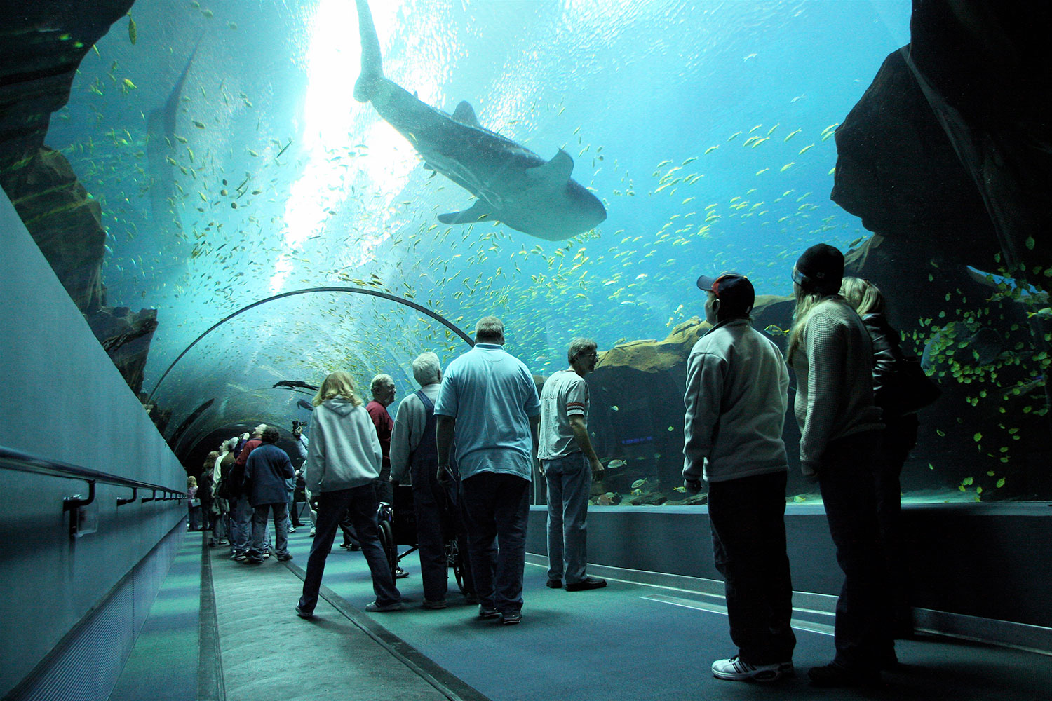 OVTunnelwithWhaleShark.jpg