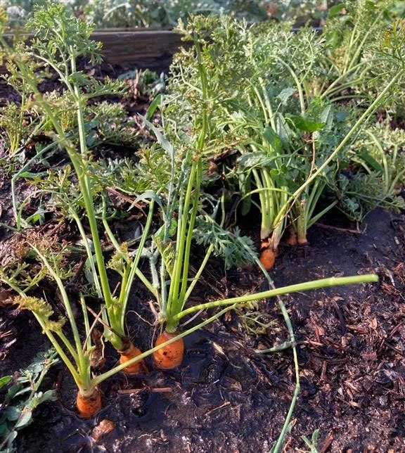 Urban Gardening for Good