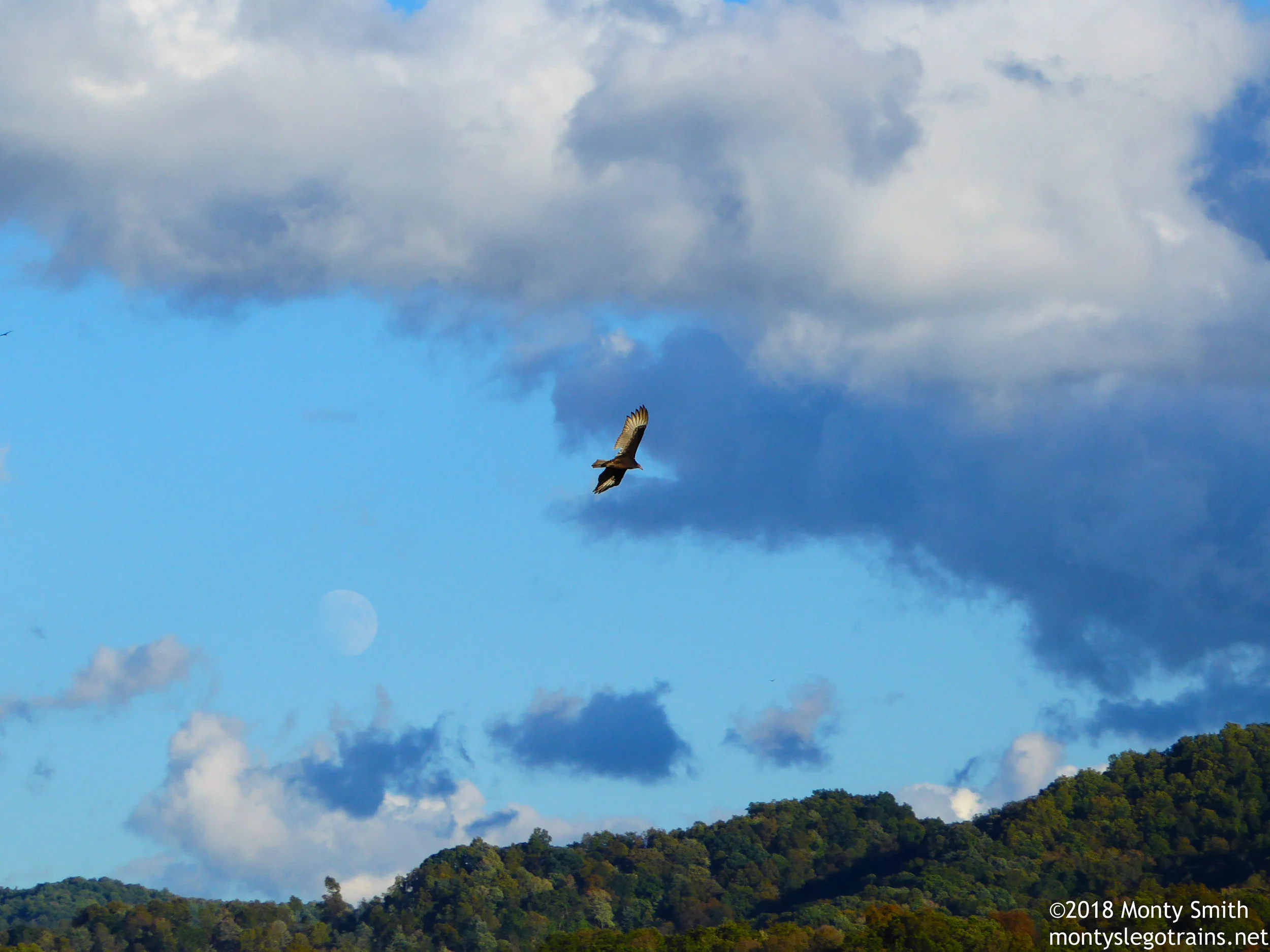 I’d like to say “I GUESS THAT’S WHY THEY CALL IT HAWKS NEST, HAHAHAHA” but… this is a vulture.