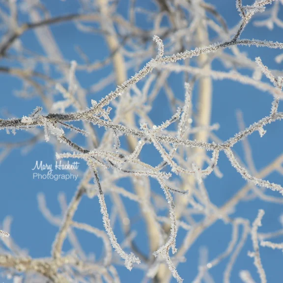 "Frost Bitten" By Mary Hackett Photography