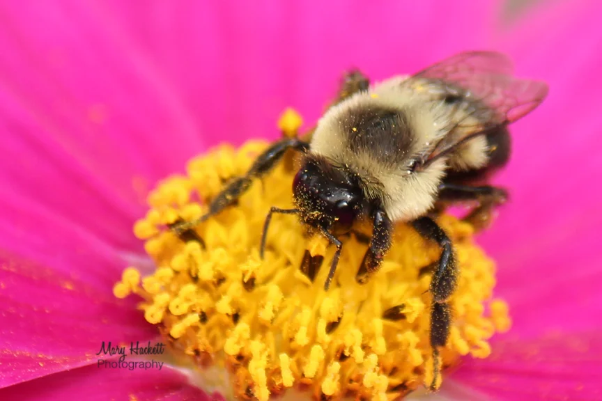 "Busy Bee" By Mary Hackett Photography