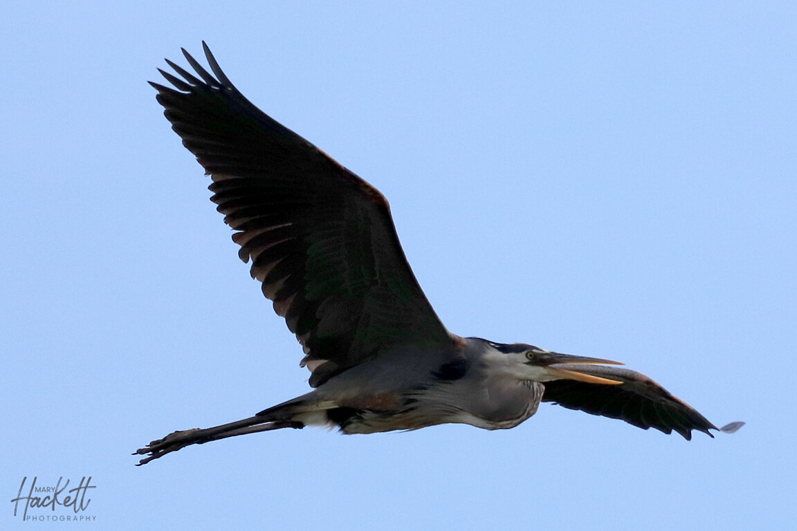 "Soaring" By Mary Hackett Photography