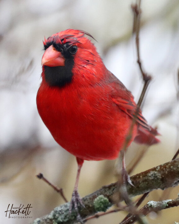 "Cardinal with Attitude" By Mary Hackett Photography