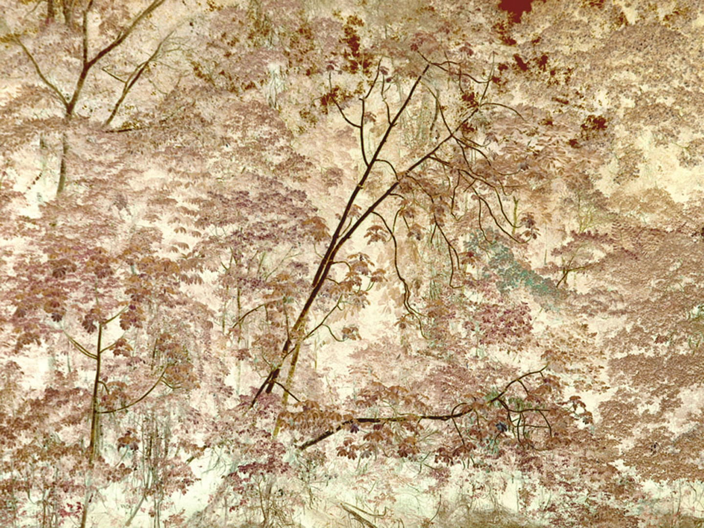   Bending Tree,  Tiputini River,&nbsp;Ecuador, 2009  Archival ink jet print on Masa paper  30” x 40” 