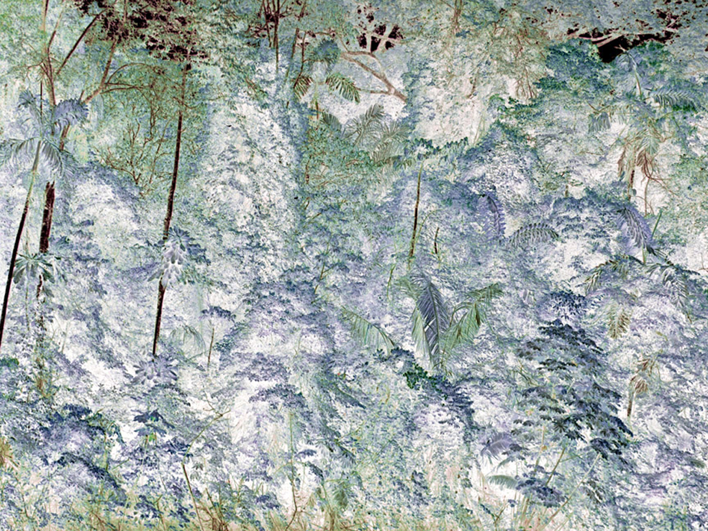   Full Forest,  Tiputini River,&nbsp;Ecuador, 2009  Archival ink jet print on Masa paper  30” x 40”   