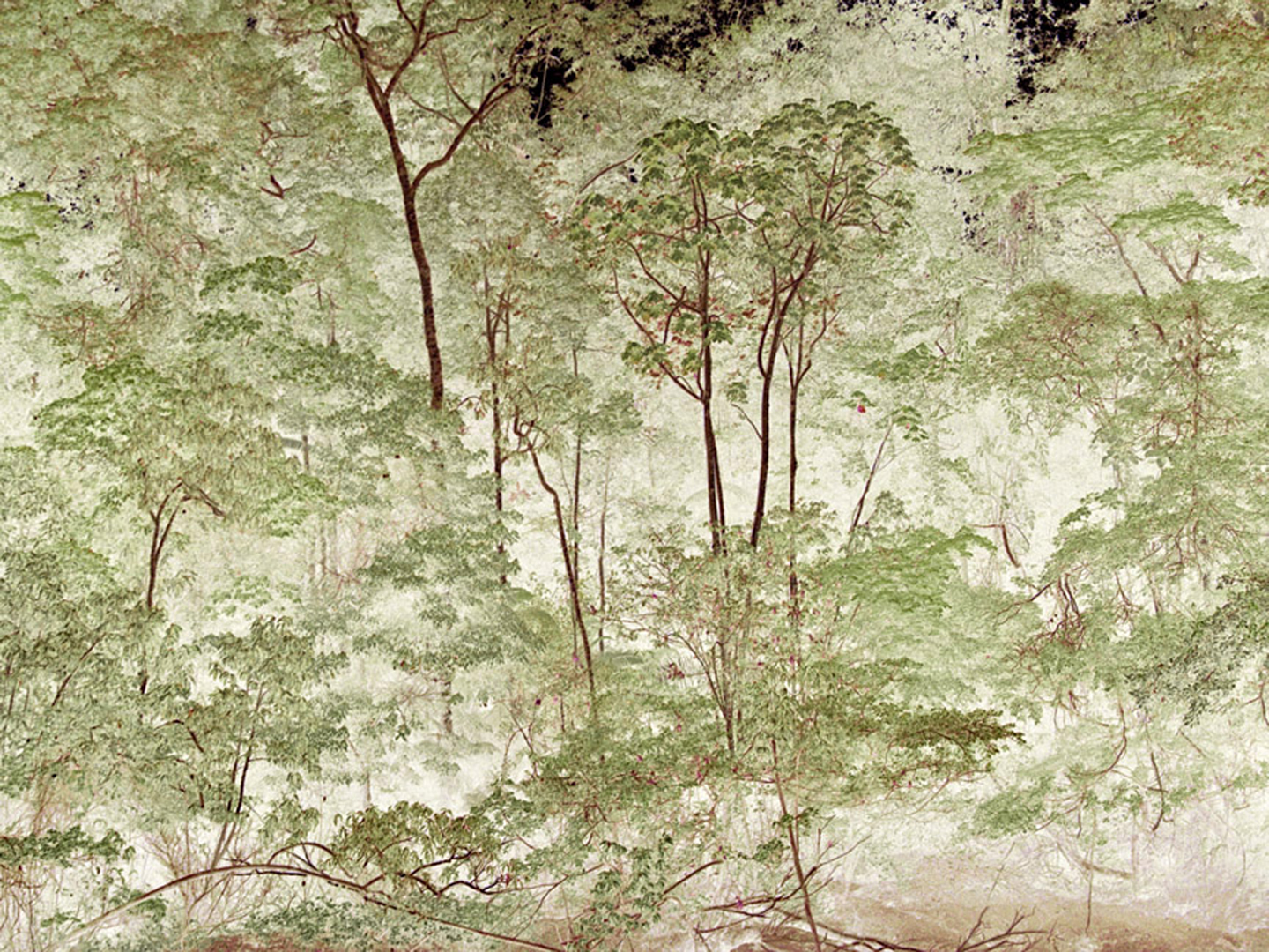   High Trees,  Tiputini River,&nbsp;Ecuador, 2009   Archival ink jet print on Masa paper    30” x 40”    