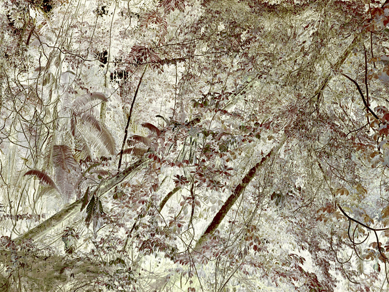   Leaning Trees,  Tiputini River,&nbsp;Ecuador, 2009   Archival ink jet print on Masa paper    30” x 40”    