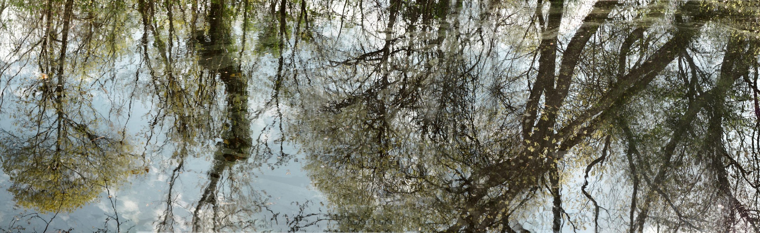   May 12 Pond , Long Island NY, 2015  Archival ink jet print on photo rag fine art paper  20" x 65" 