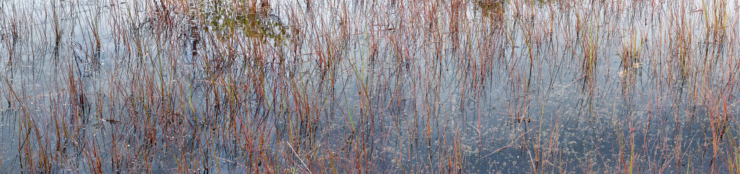   May 17 Pond , Long Island NY, 2012  Archival ink jet print on photo rag fine art paper  20" x 72" 