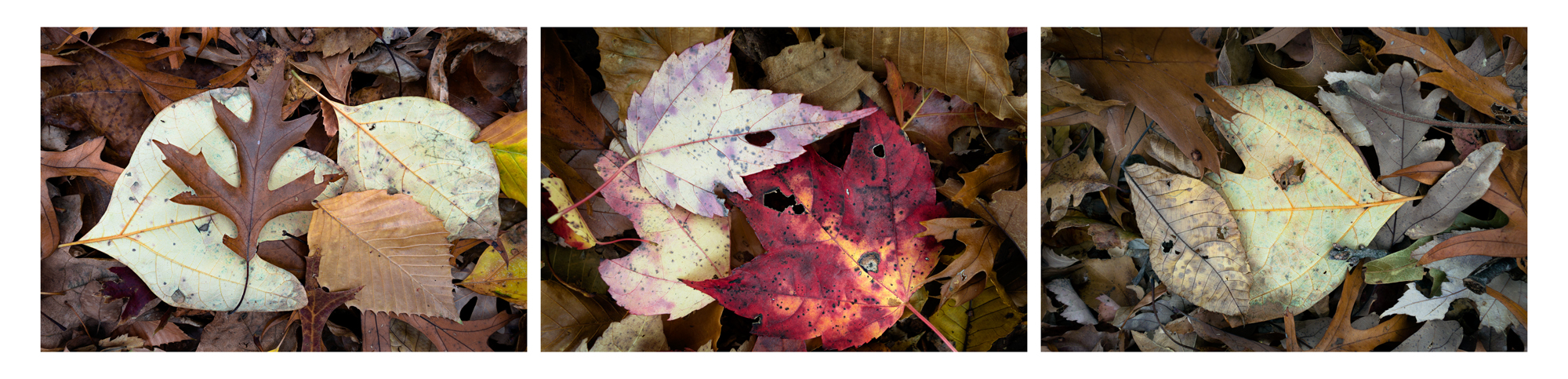   Fallen Leaf Triptych 1,  Long Island, NY ,  2016  Archival ink jet prints on photo rag fine art paper  3 images 15" x 20" 