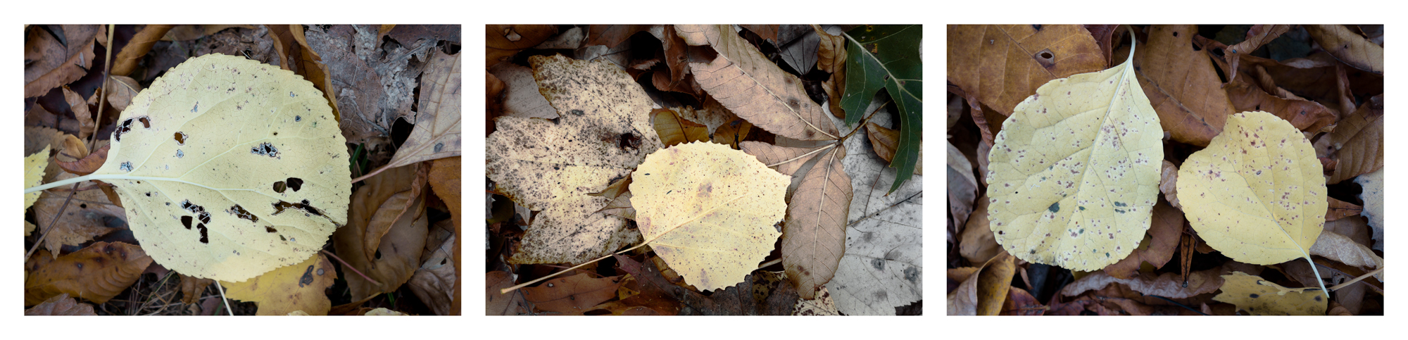   Fallen Leaf Triptych 2,  Long Island, NY, 2016  Archival ink jet prints on photo rag fine art paper  3 images, 15" x 20" 