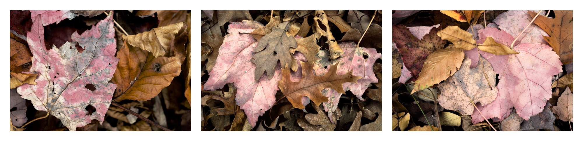   Fallen Leaf Triptych 3,  Long Island, NY ,  2016  Archival ink jet prints on photo rag fine art paper  3 images 15" x 20" 