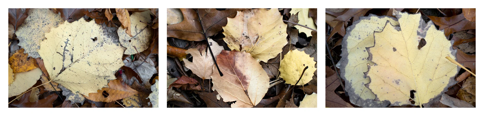 Fallen Leaf IV 3 images, 15" x 20", 2016