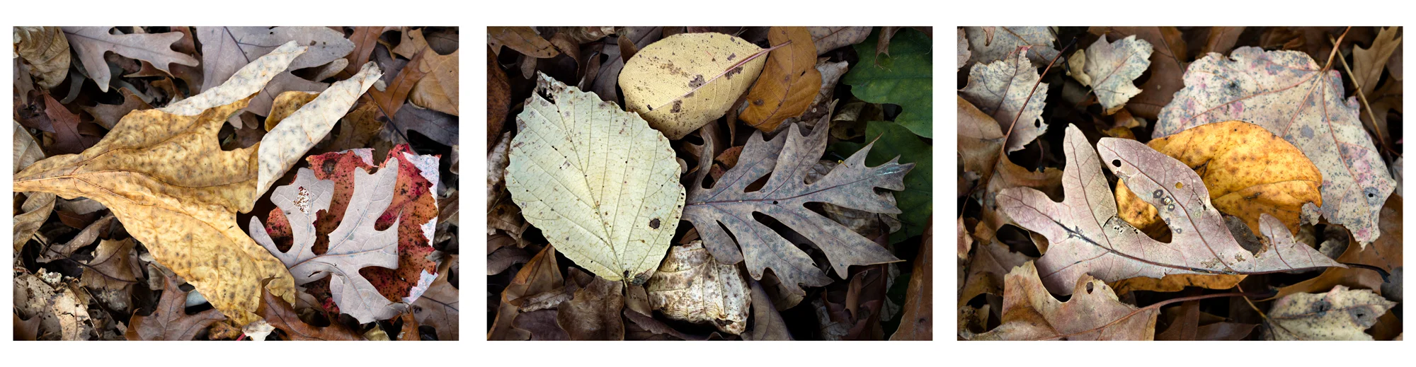 Fallen Leaf V 3 images, 15" x 20", 2016