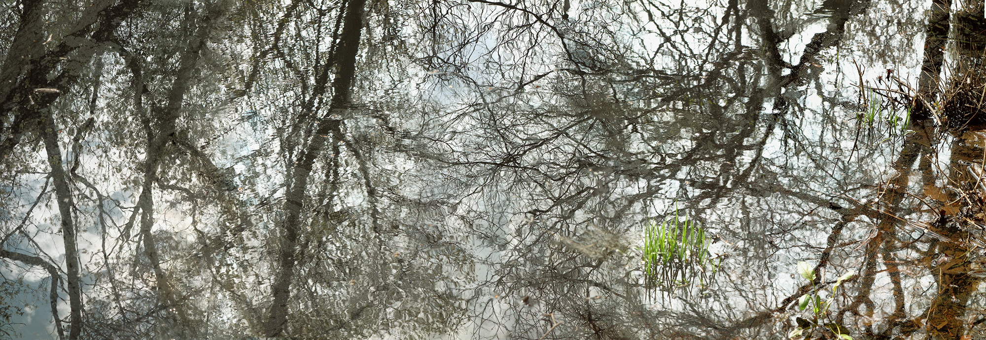   Early Spring Pond , Long Island NY, 2016  Archival ink jet print on photo rag fine art paper  20" x 58" 