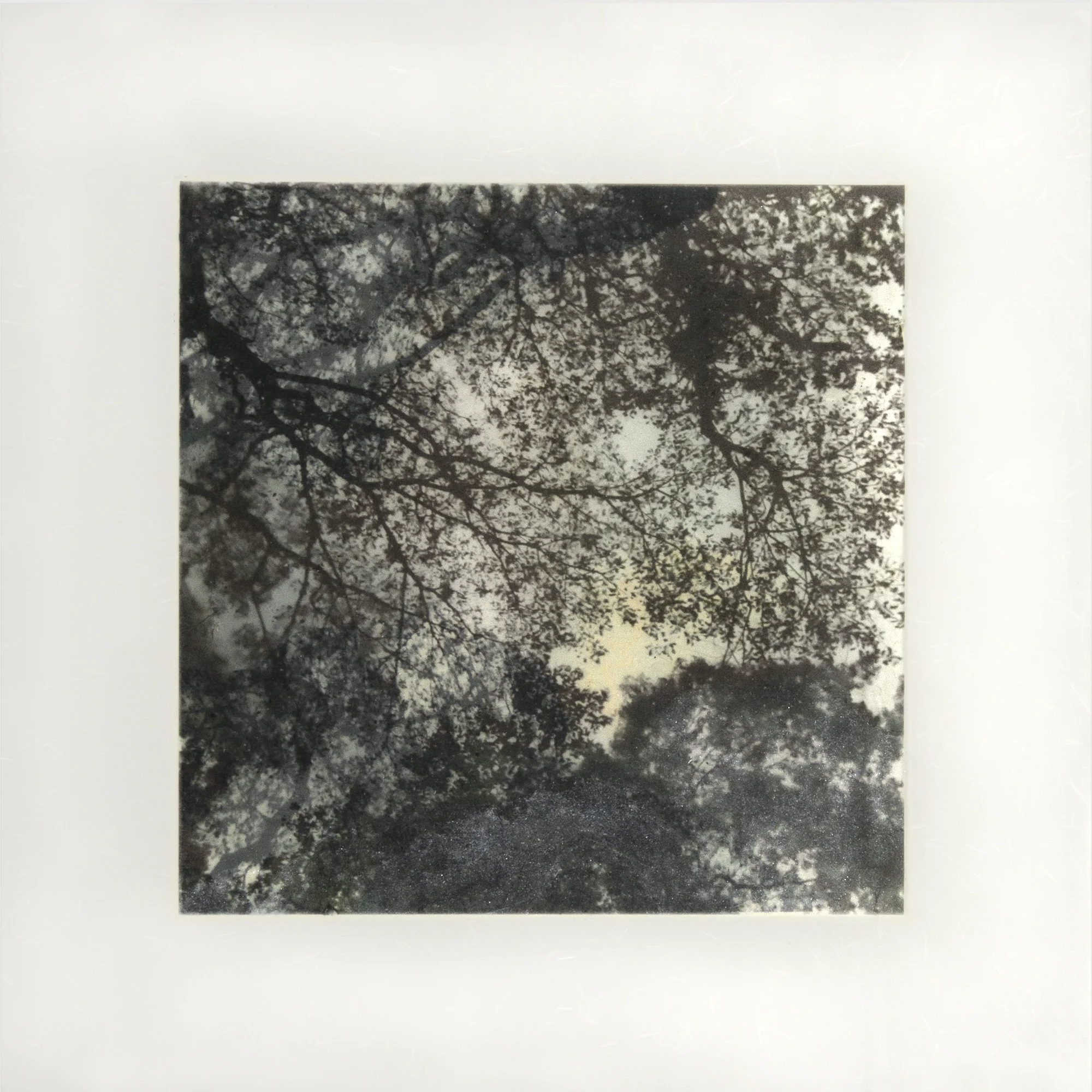 Samaan Tree Tobago I, 18” x 18”, 2017