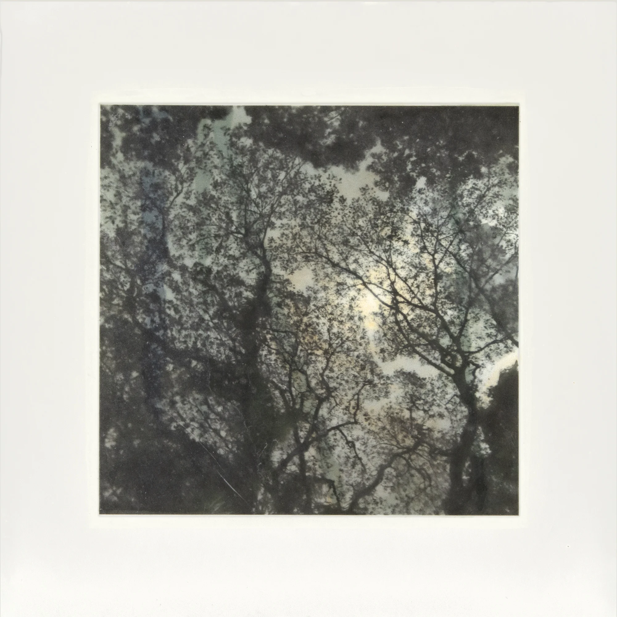 Samaan Tree Tobago III, 18” x !8”, 2017