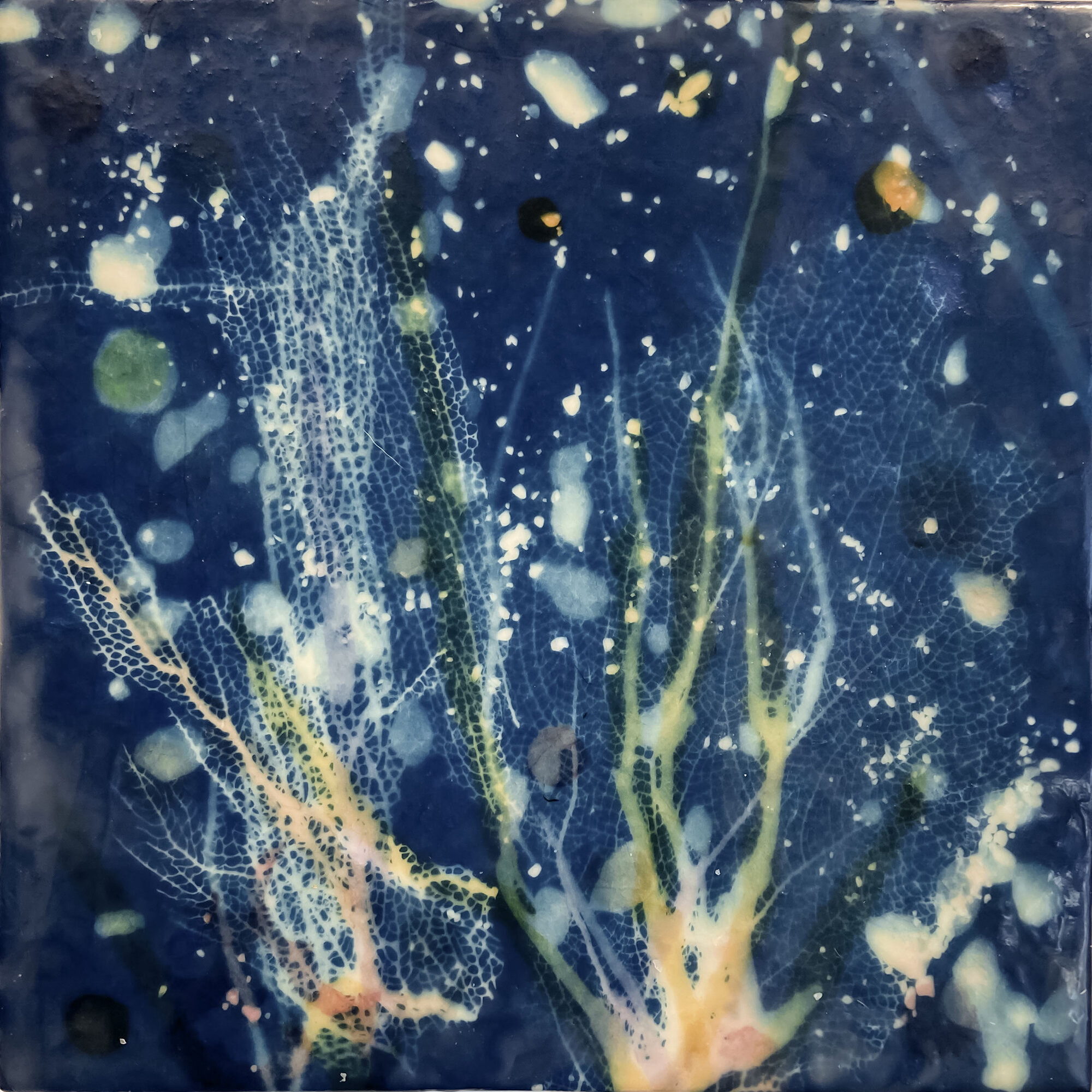   Tobago Coral I, 2020   Cyanotype on Japanese rice paper, colored Japanese rice papers, wax,  encaustic board   10” x 10” 