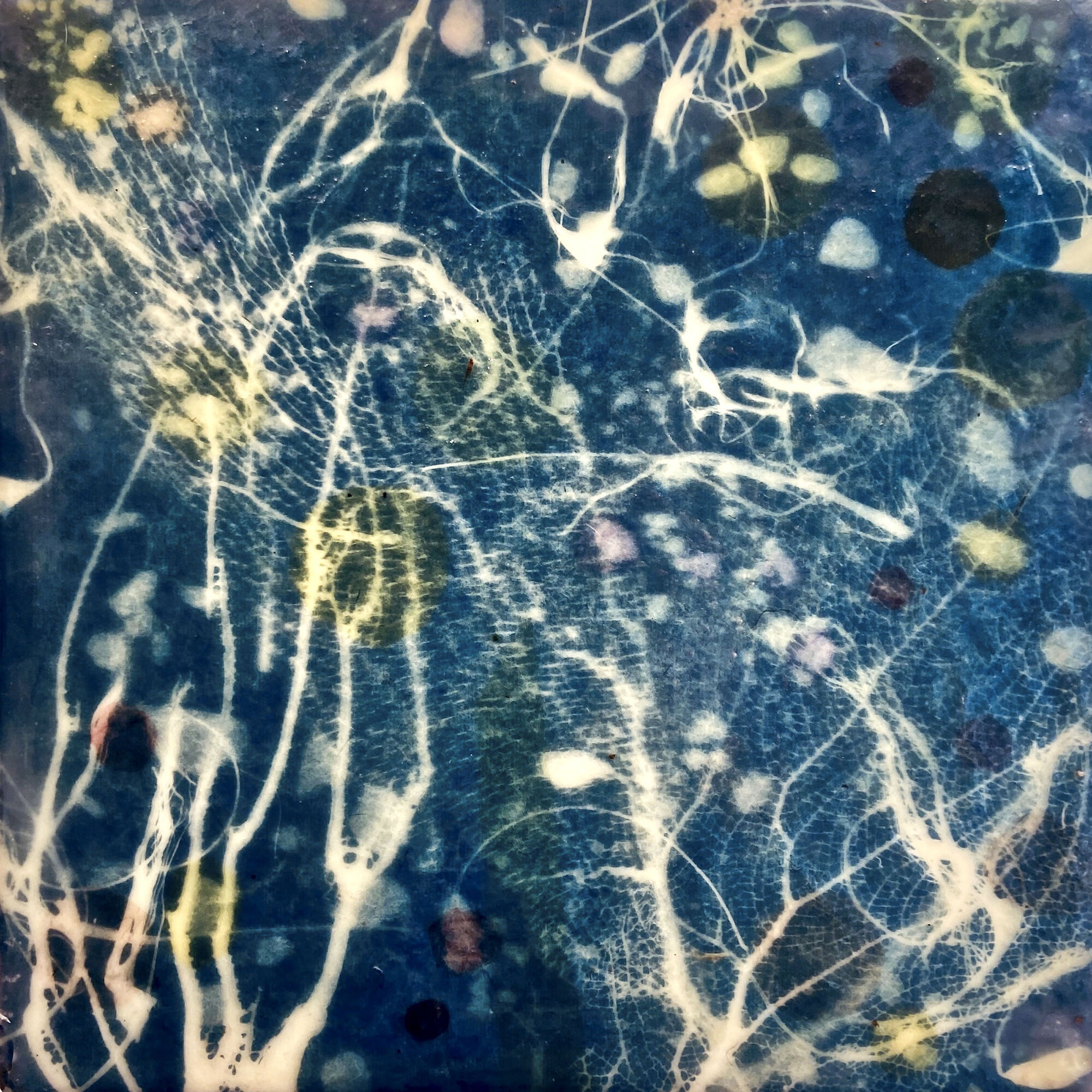   Tobago Coral II, 2020   Cyanotype on Japanese rice paper, colored Japanese rice papers, wax,  encaustic board   10” x 10” 