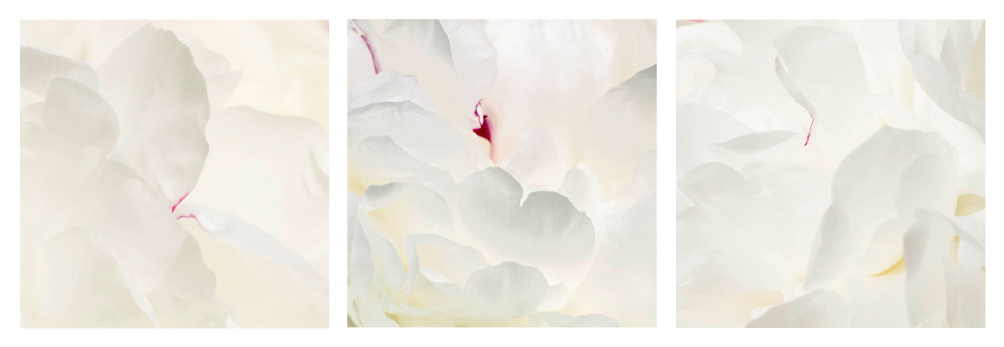   Peonies Triptych 2   Archival ink jet print on photo rag fine art paper  3 images 30” x 30” 