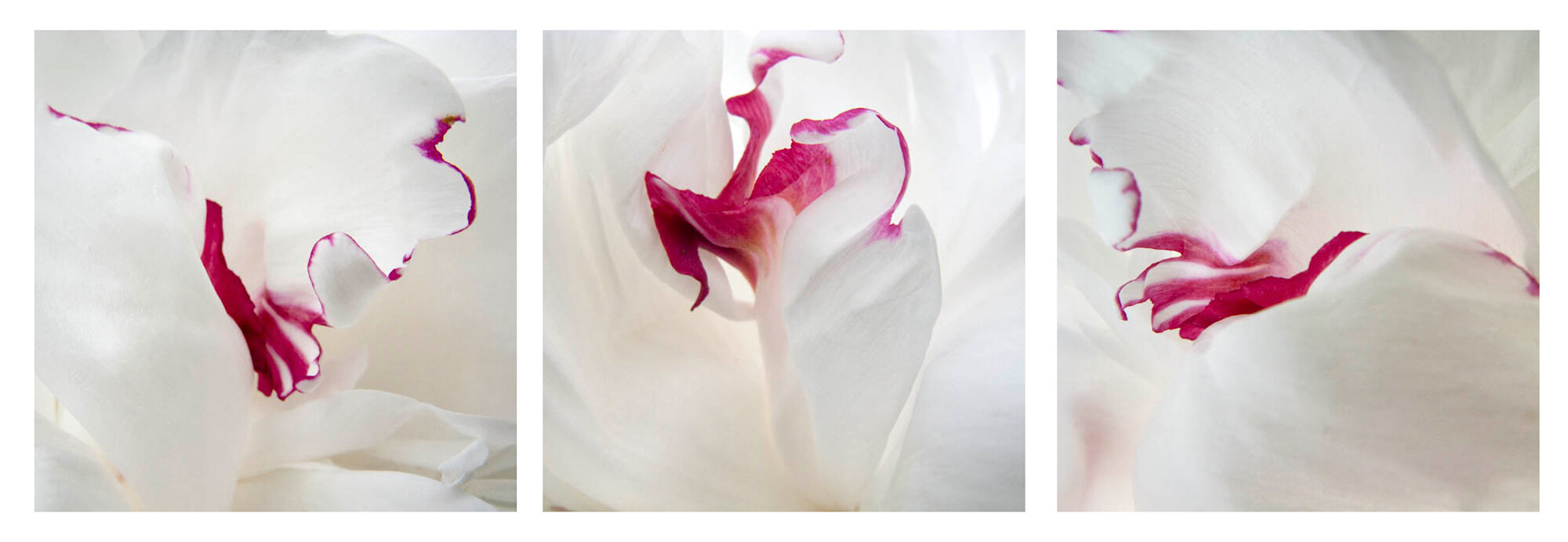   Peonies Triptych 1,  2015  Archival ink jet print on photo rag fine art paper  3 images 30” x 30” 