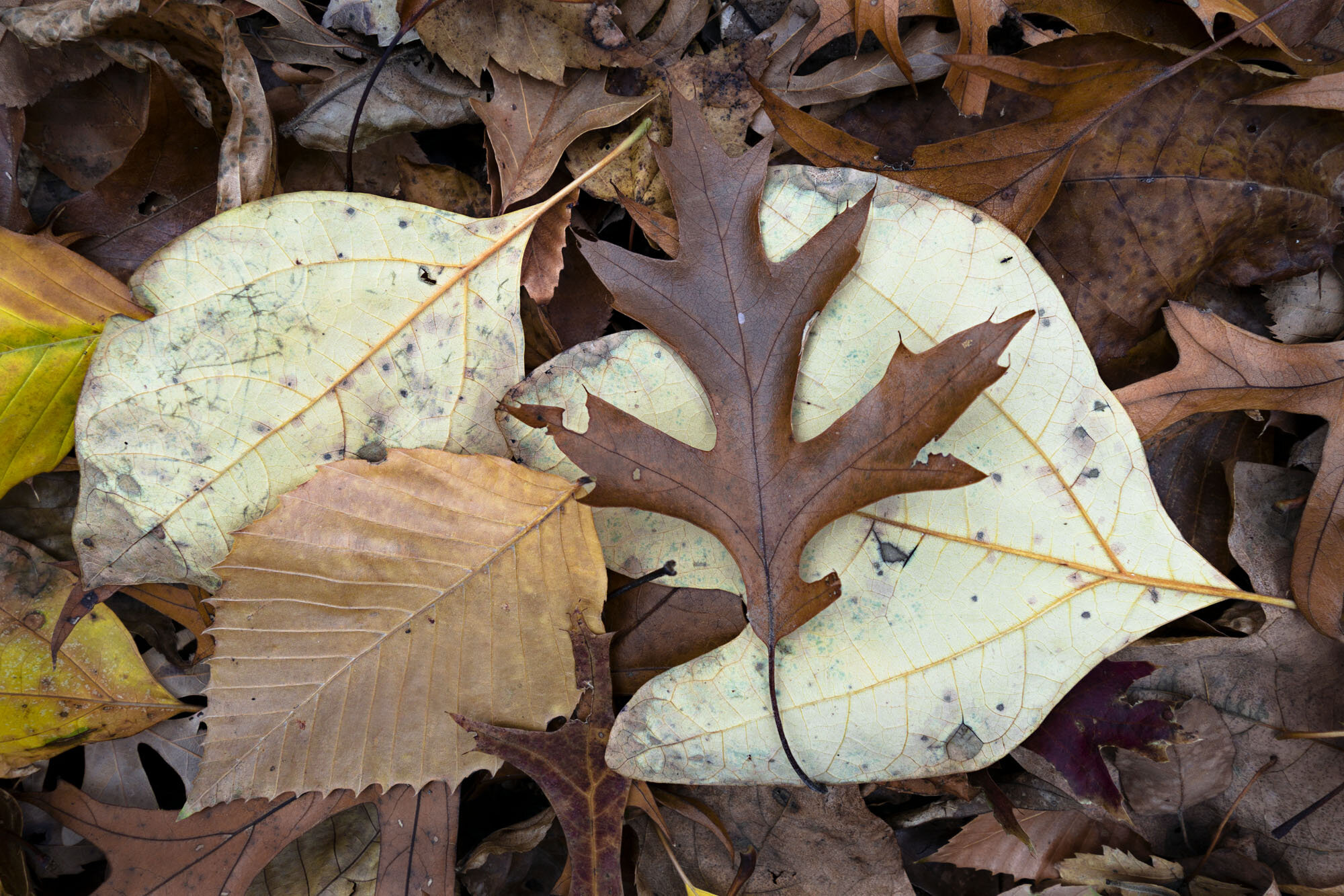   Fallen Leaves 1a , Long Island, NY, 2016  Archival ink jet prints on photo rag fine art paper  15” x 20” 