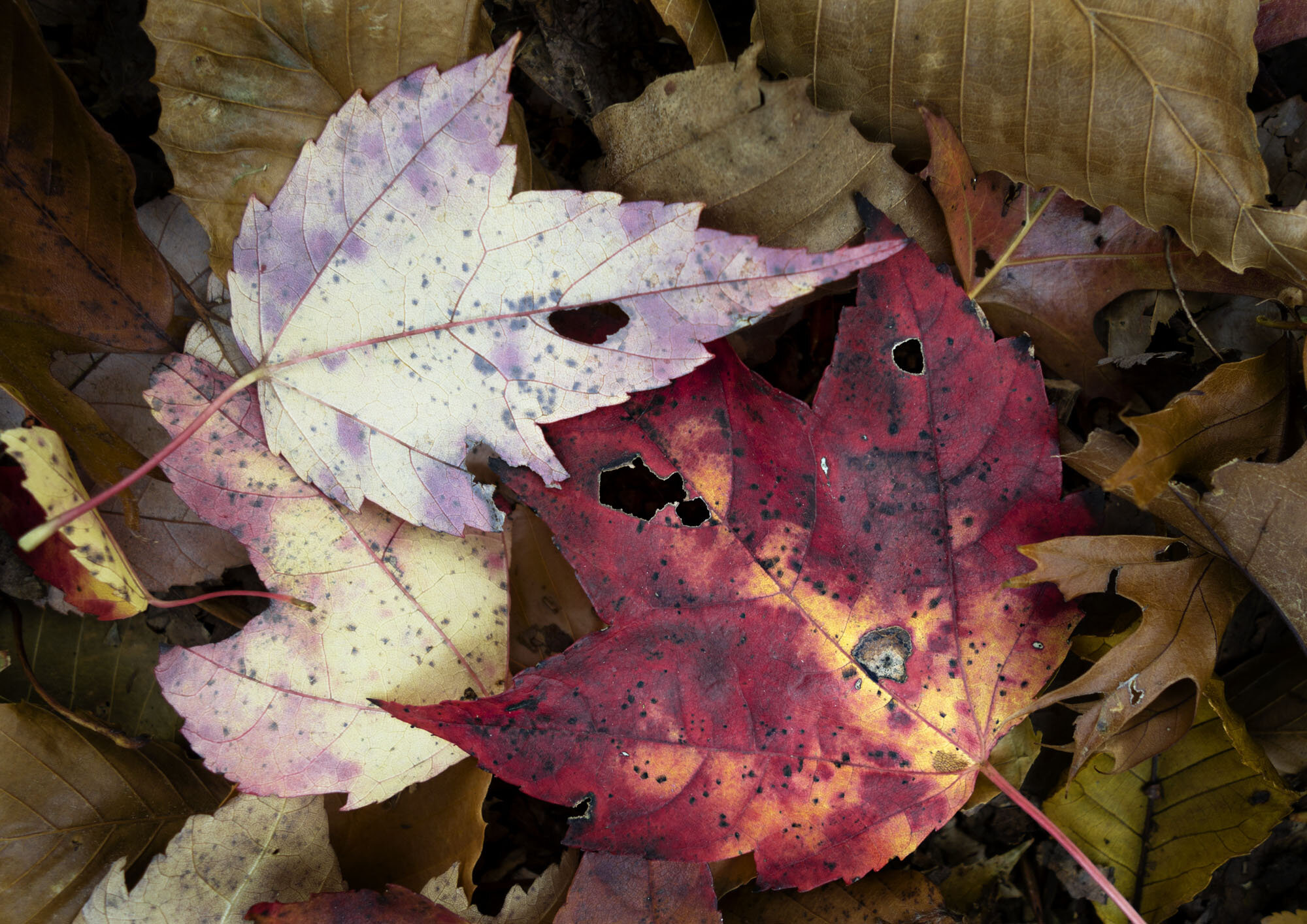   Fallen Leaves 1b , Long Island, NY, 2016  Archival ink jet prints on photo rag fine art paper  15” x 20” 