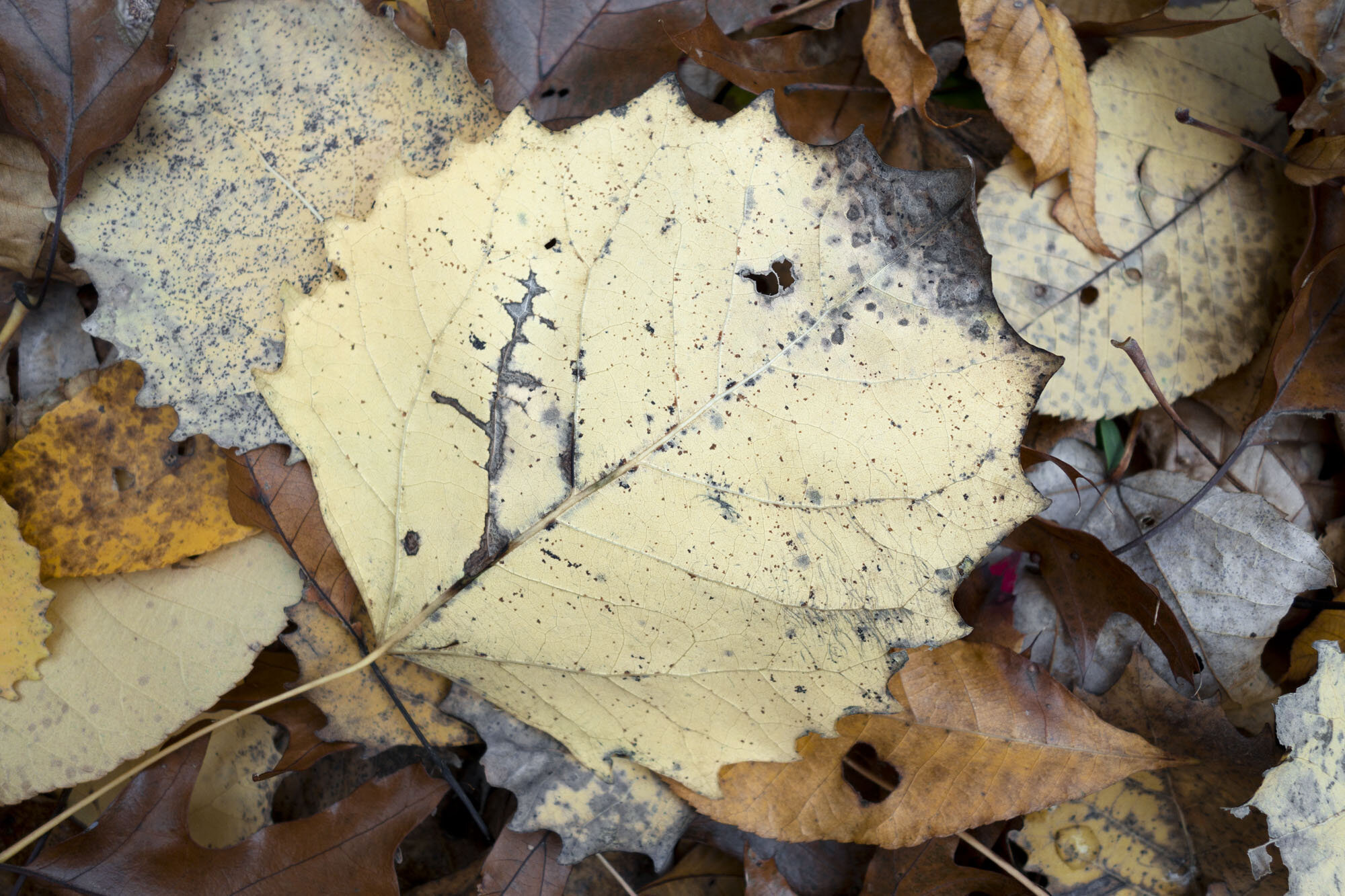   Fallen Leaves 4a , Long Island, NY, 2016  Archival ink jet prints on photo rag fine art paper  15” x 20” 