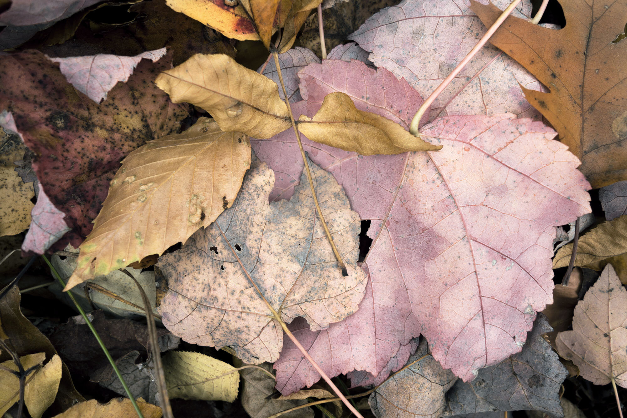   Fallen Leaves 3c , Long Island, NY, 2016  Archival ink jet prints on photo rag fine art paper  15” x 20” 