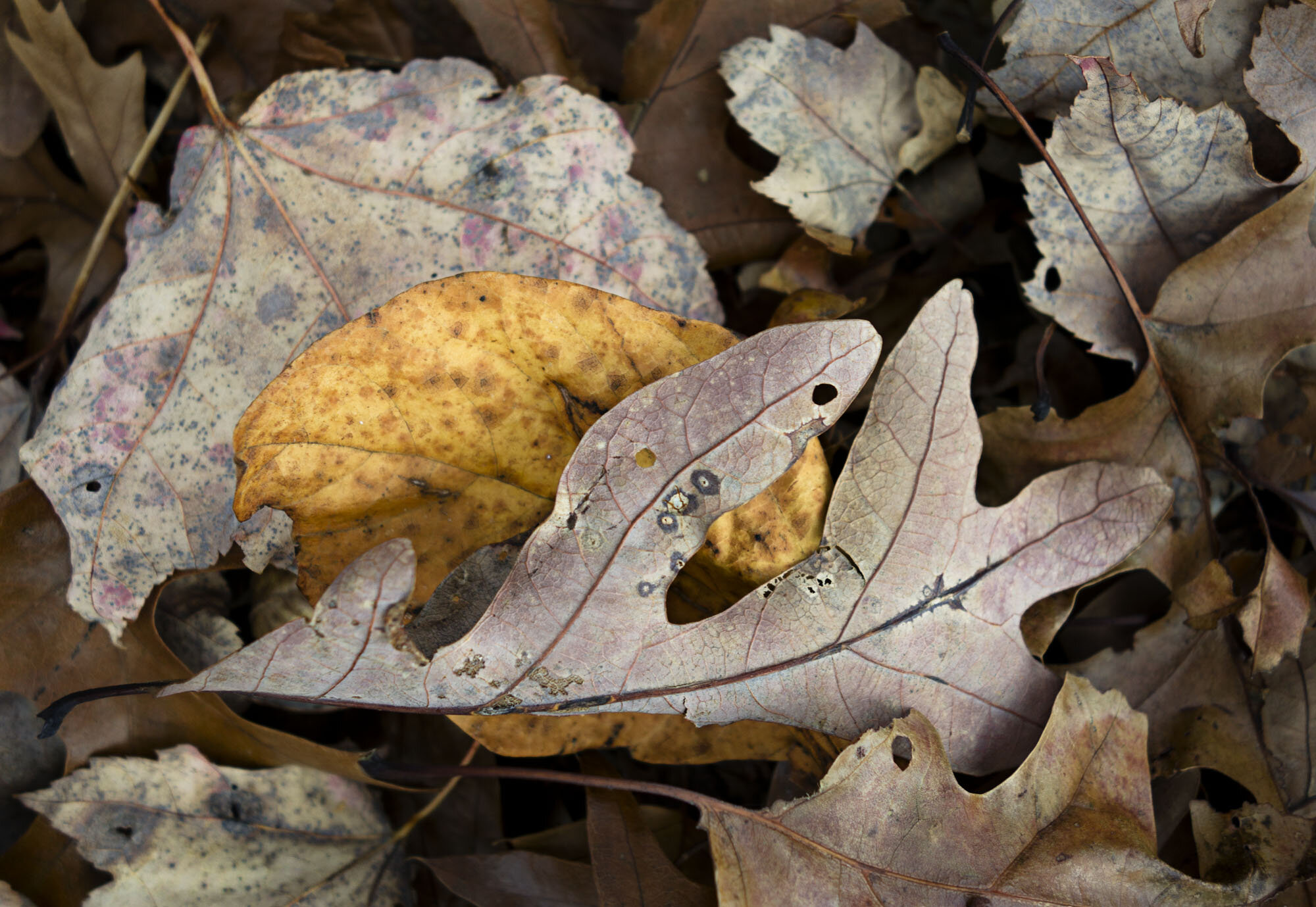   Fallen Leaves 5c , Long Island, NY, 2016  Archival ink jet prints on photo rag fine art paper  15” x 20” 