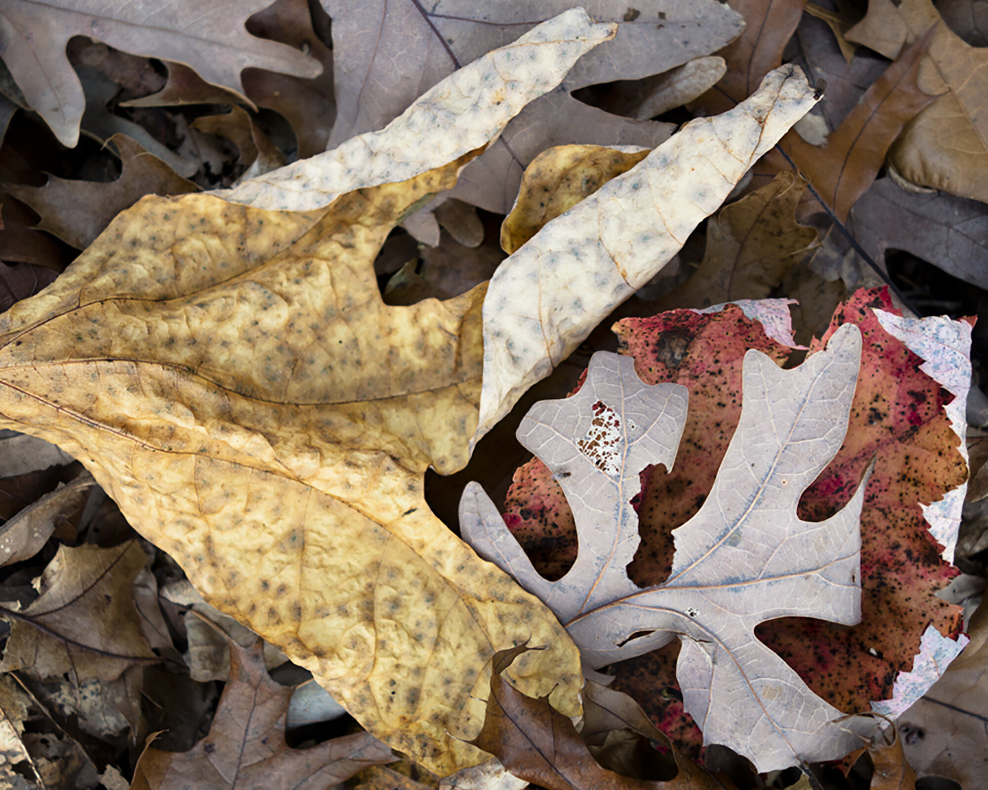   Fallen Leaves 5a , Long Island, NY, 2016  Archival ink jet prints on photo rag fine art paper  15” x 20” 