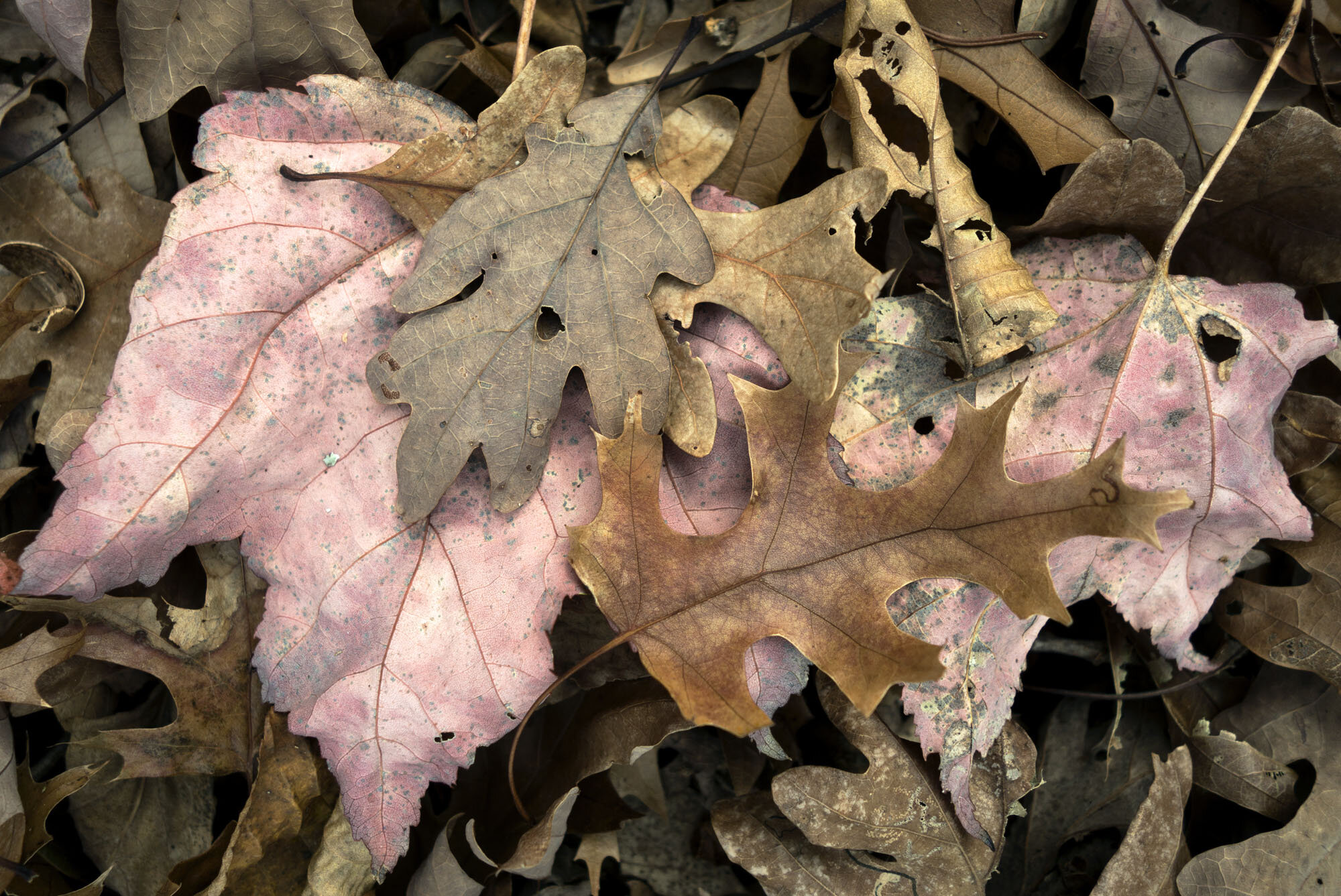   Fallen Leaves 3b , Long Island, NY, 2016  Archival ink jet prints on photo rag fine art paper  15” x 20” 