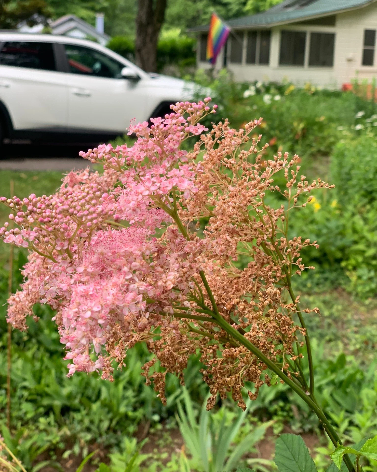 🌸 Notes from the country... It's garden party season here in the Catskills! My backyard is bursting with blooms, buzzing pollinators and a whole lot of color.

Now for the challenge... Can you identify all of the featured flowers? 🌼🌿

#gardenparty