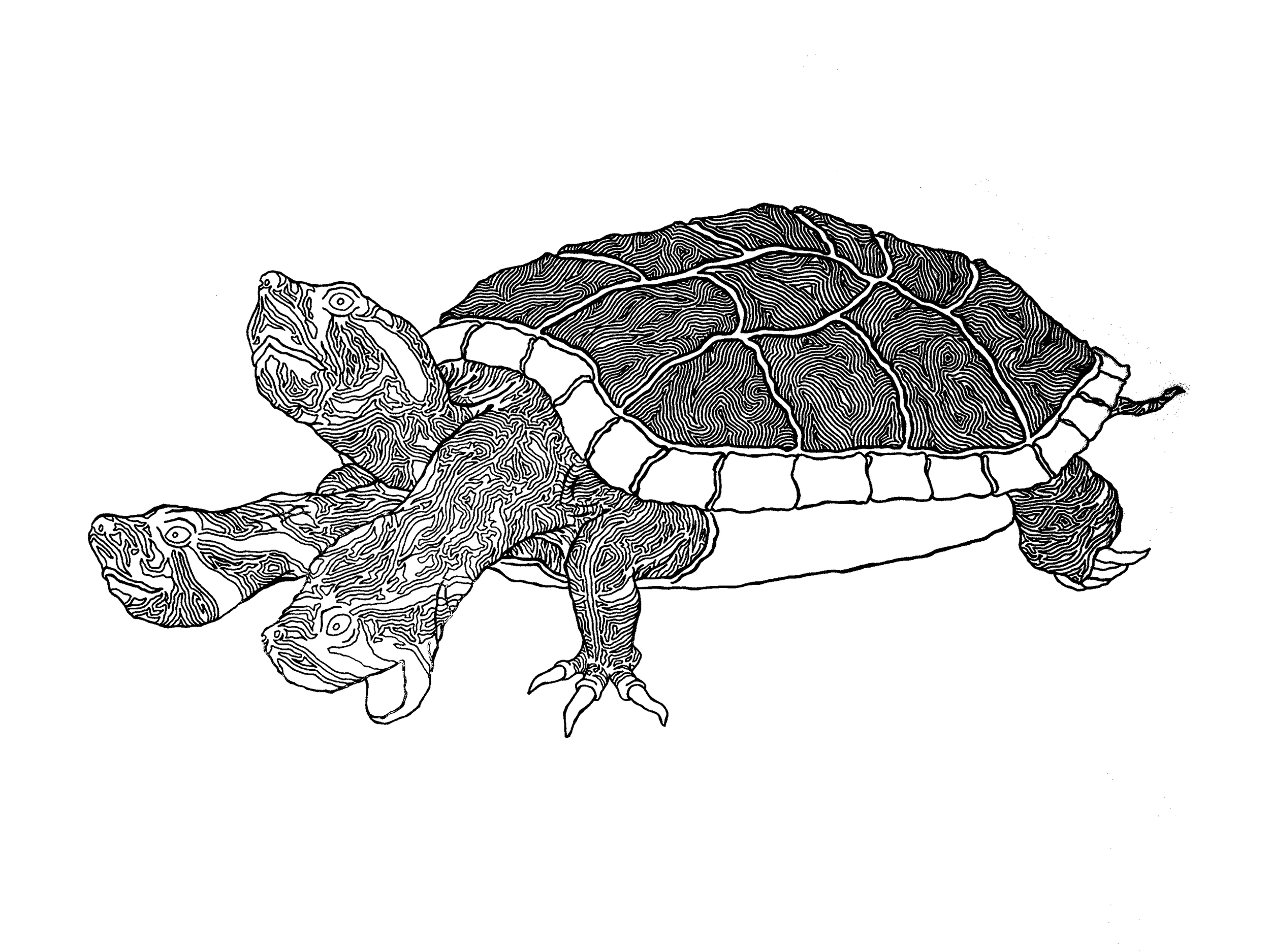My Turtle Otis