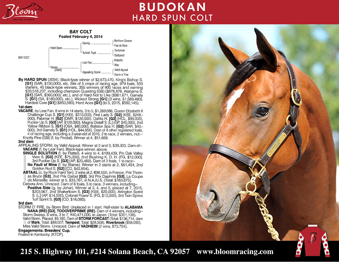 Buy this horse yo 