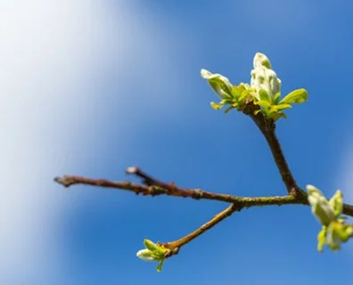 SPRING-tree-when-do-trees-leaf-out-in-spring.jpg