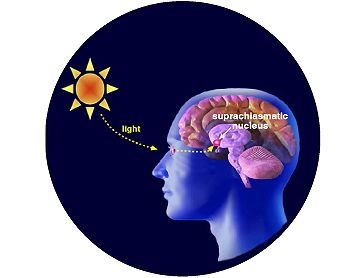 la melatonina regola il ritmo circadiano e si produce in assenza di luce.