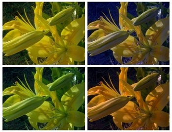 Costanza del colore: SIriconoscono i colori coerentemente anche quando soggetti a differenti livelli di luce ambientale