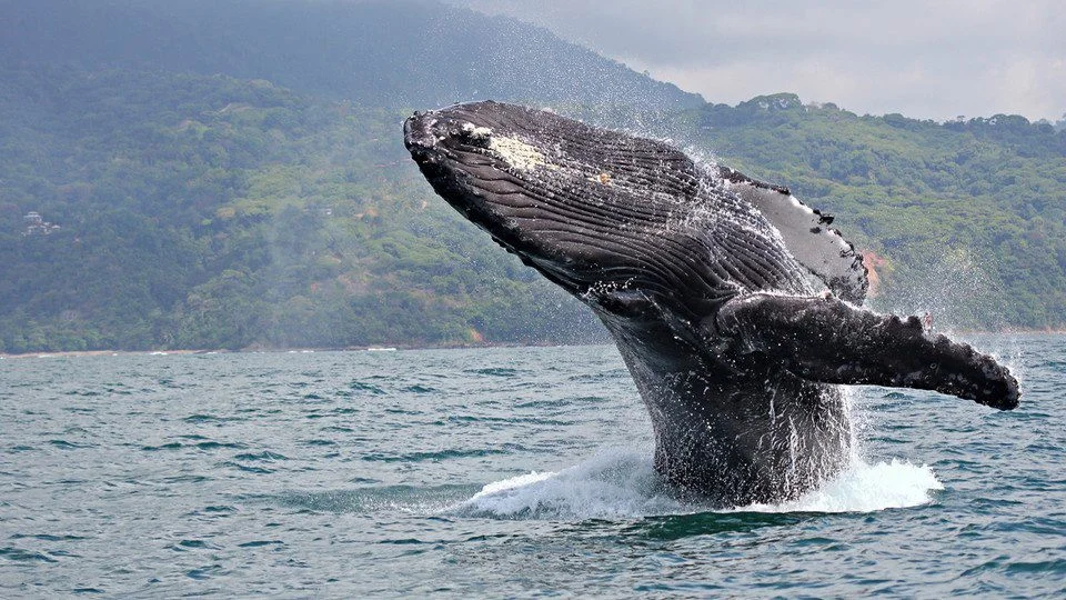 Mendocino Whale Festival