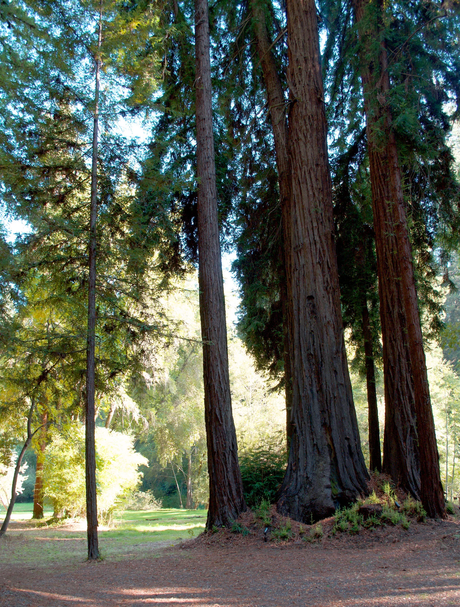 The Hidden Grove