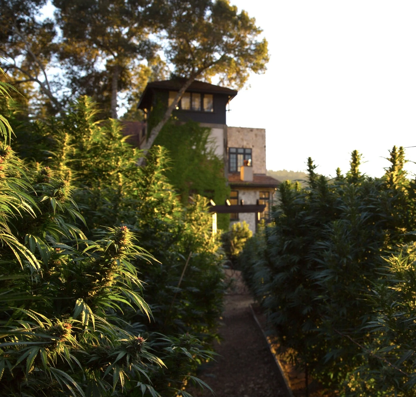 Bohemian Chemist Club Summer Bash