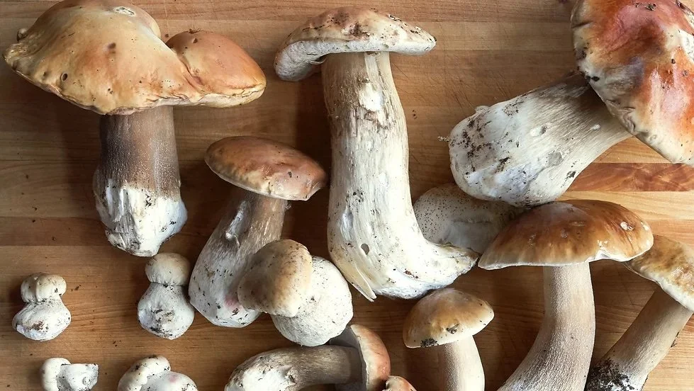 Philo Fungitopia with Wentworth Vineyards