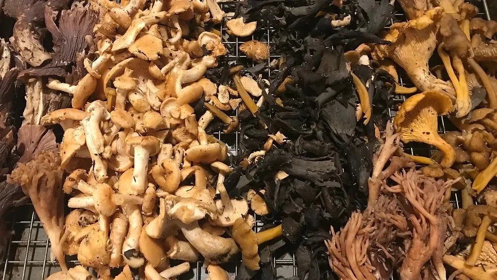 Philo Fungitopia with Long Meadow Ranch