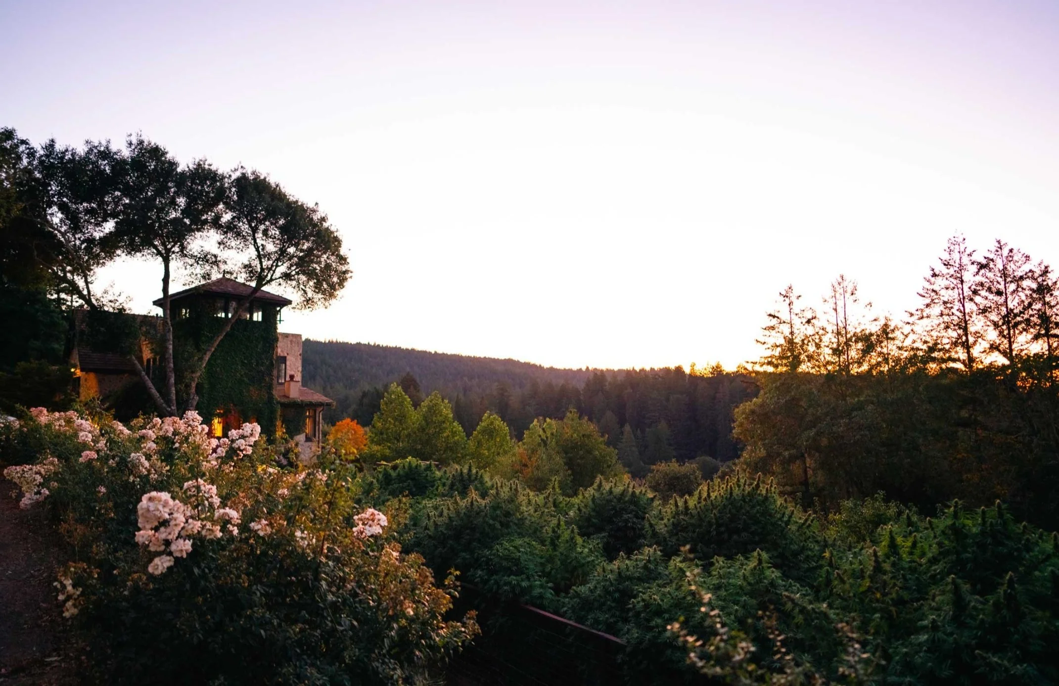 Cannabis Weekend: Farm Tour, Music, &amp; Marketplace