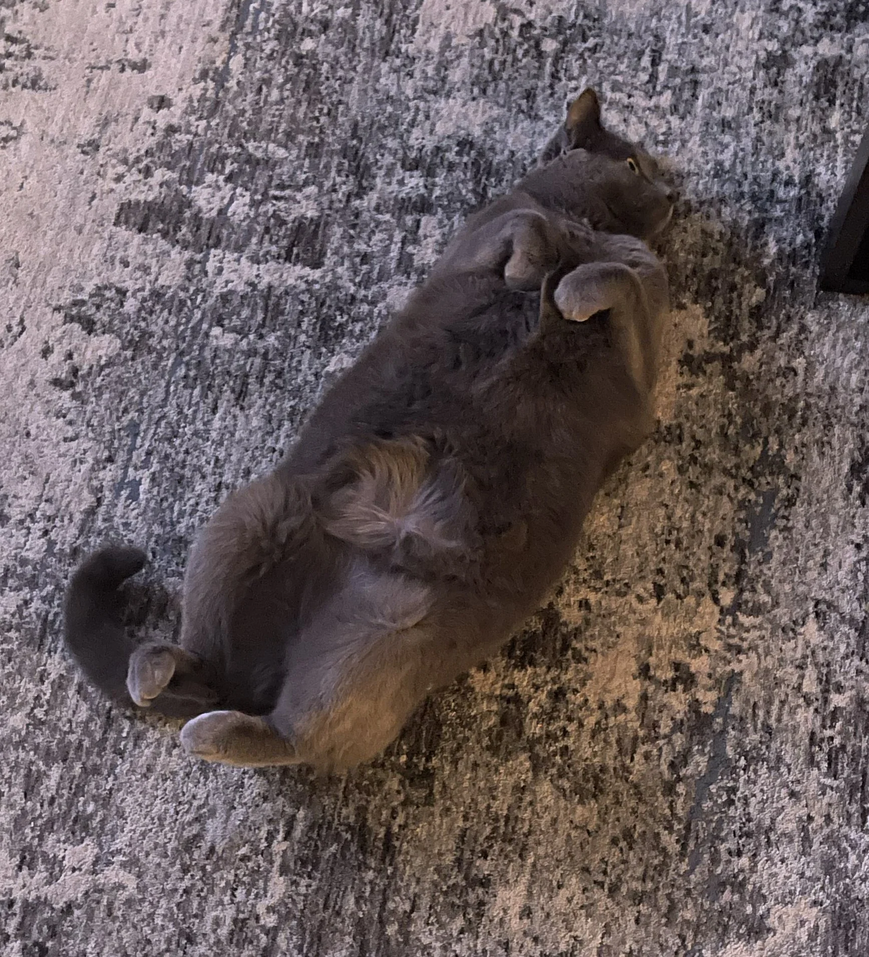 Luna.jpg